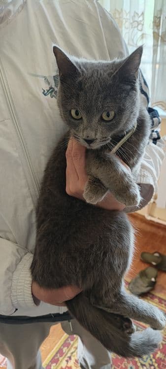Кошечка 6 ойли ранги дымчатый — 4