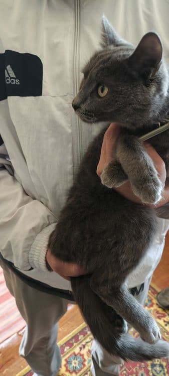Кошечка 6 ойли ранги дымчатый — 5