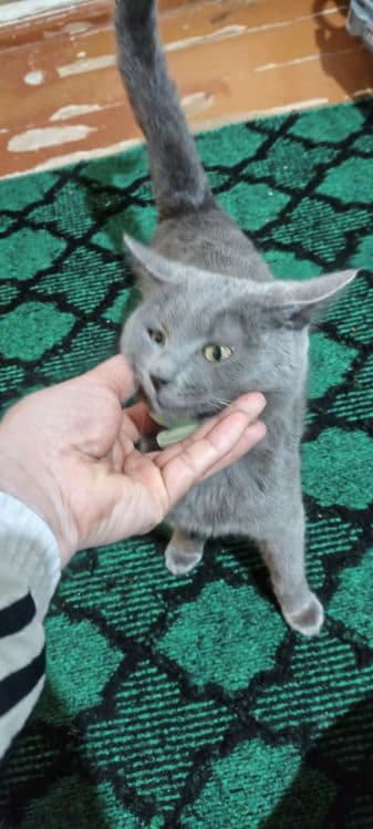 Кошечка 6 ойли ранги дымчатый — 6