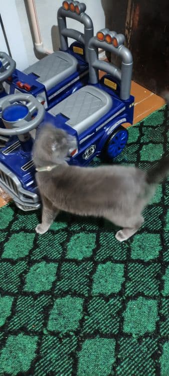 Кошечка 6 ойли ранги дымчатый — 7