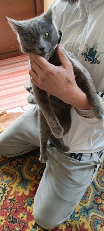 Кошечка 6 ойли ранги дымчатый — 8