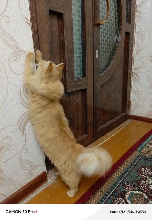 Мейн-кун 1 ёш мушук — 2