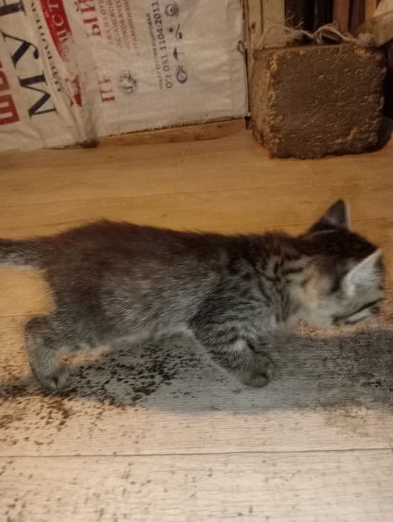Mushukcha erkak kichik mustaqil ovqat yeydi bolalaringizga zur sovg'a — 3
