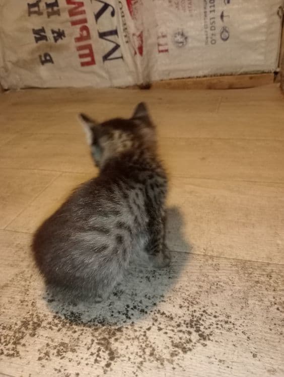 Mushukcha erkak kichik mustaqil ovqat yeydi bolalaringizga zur sovg'a — 5