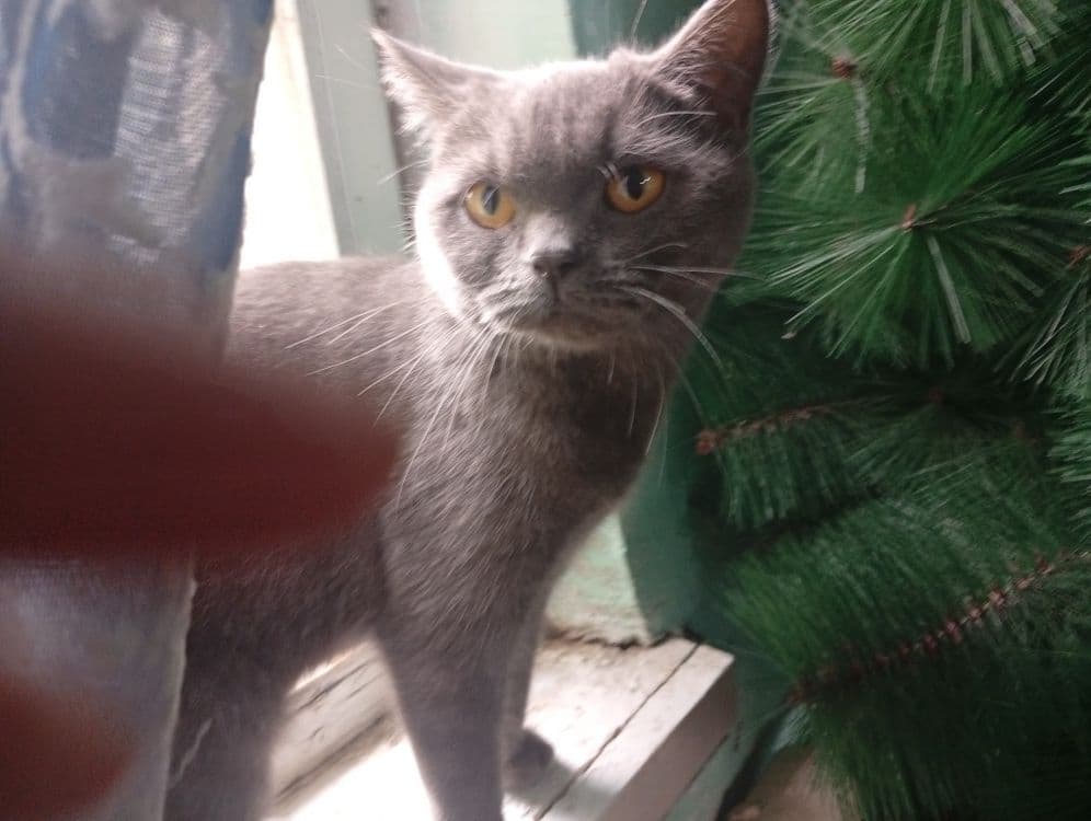 Britan kalta junli (British Shorthair) mushugi sotiladi.
​M — 2