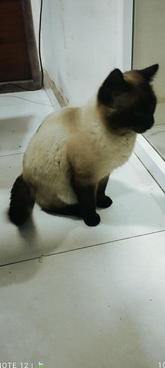 Muwik sotiladi arzon narxda — 1