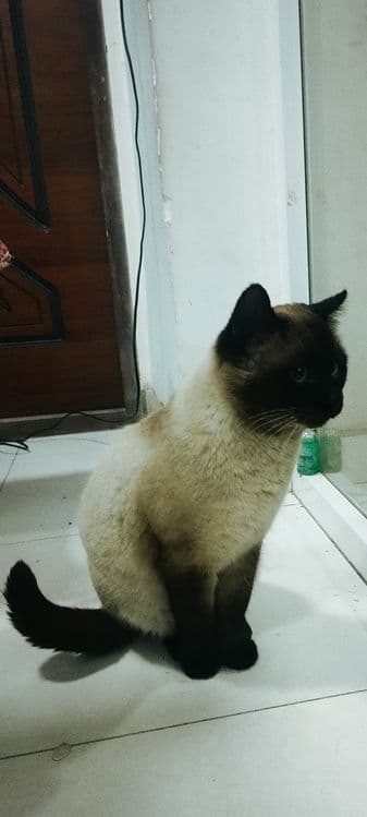 Muwik sotiladi arzon narxda — 2