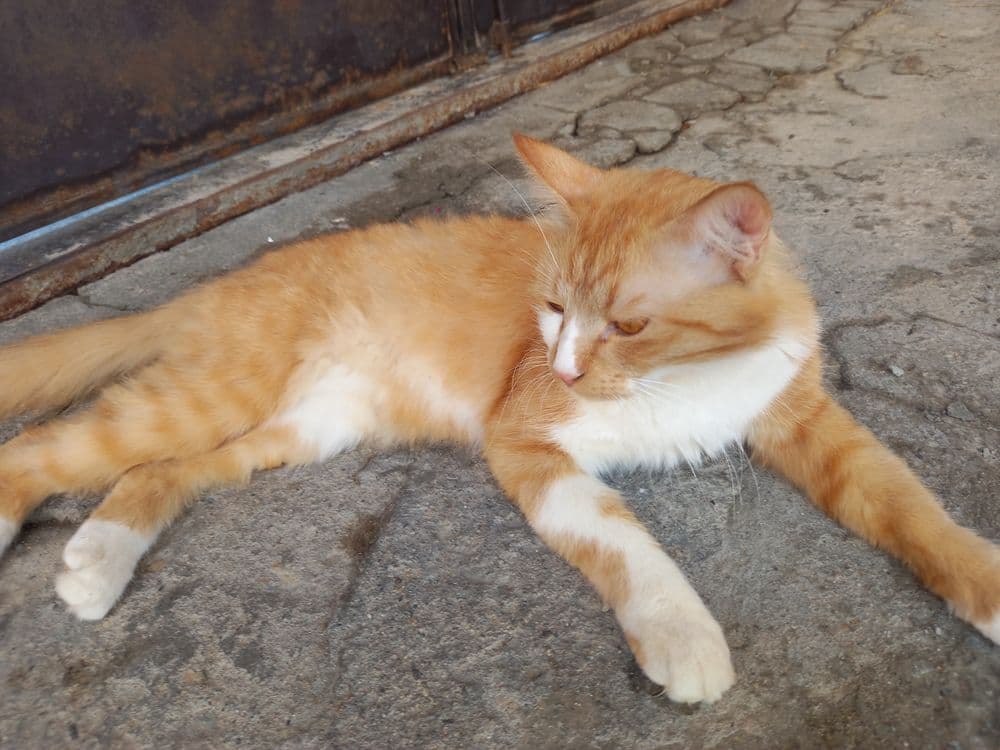 Kimga zottor mushuk kerak busa aloqaga chiqamiz — 2