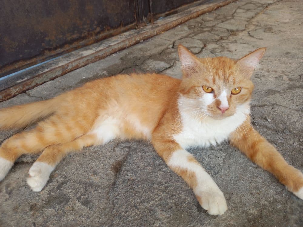 Kimga zottor mushuk kerak busa aloqaga chiqamiz — 3