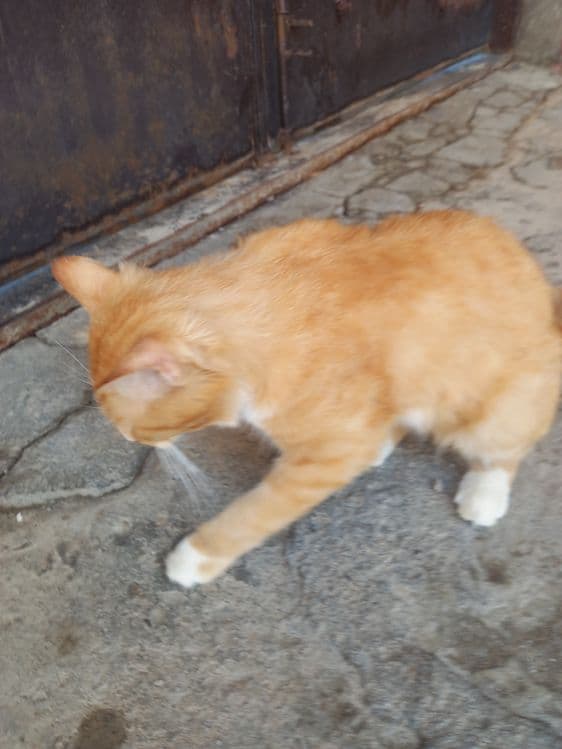 Kimga zottor mushuk kerak busa aloqaga chiqamiz — 4