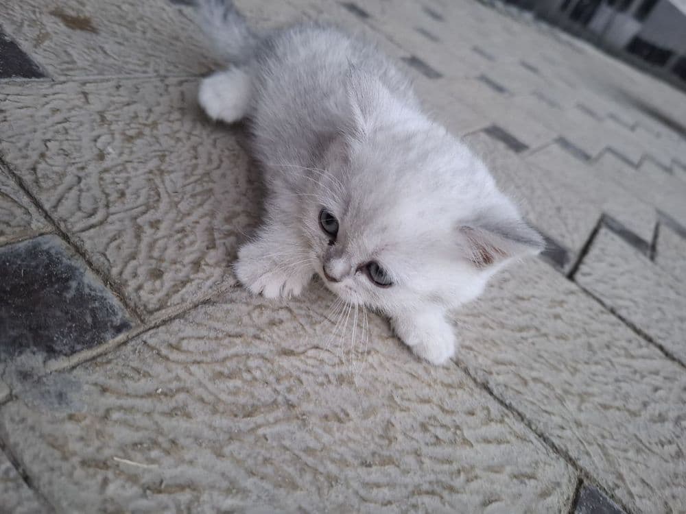 Veterenar korigidan o'tgan — 2