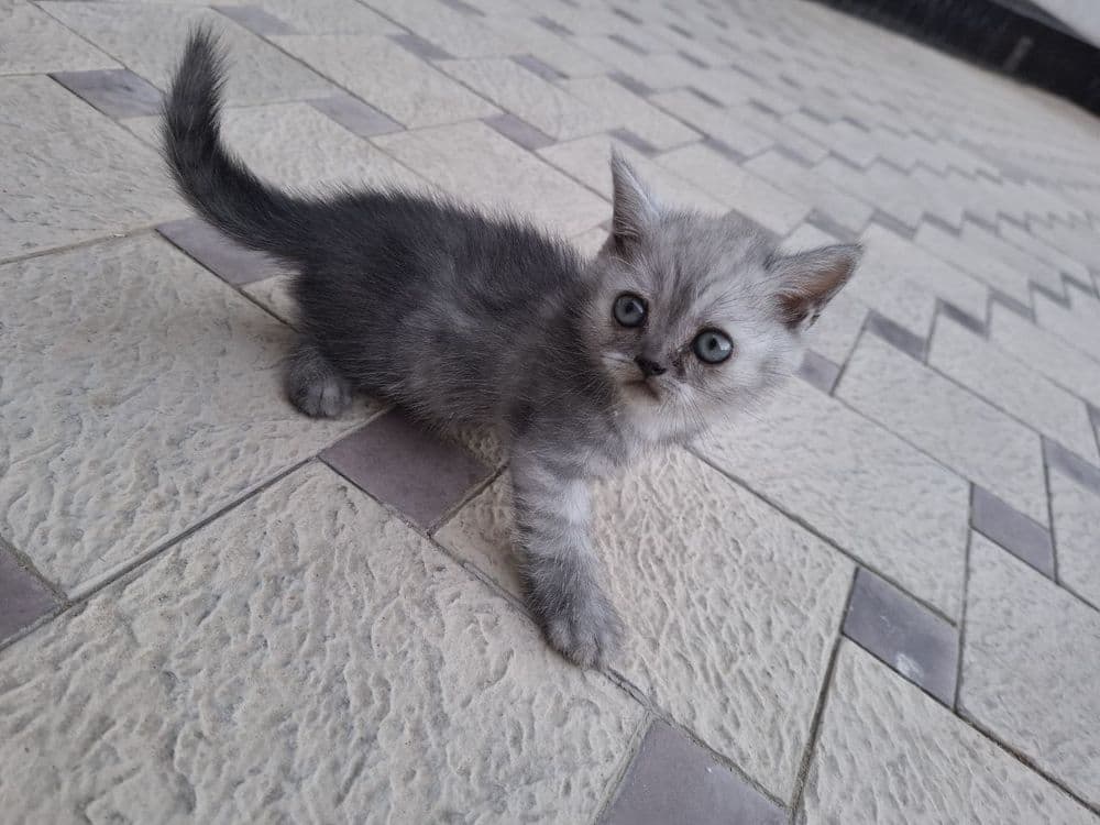 Veterenar korigidan o'tgan — 3