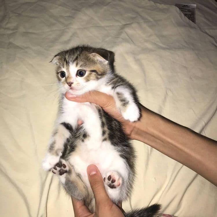 Фолд мушукчалар сотилади — 1