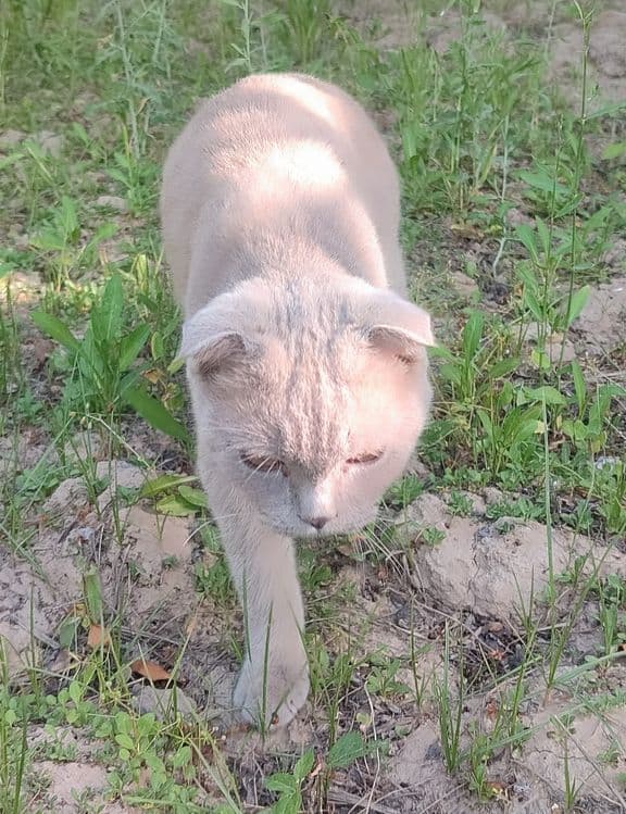 Scottish Fold mushugi sotiladi — 2