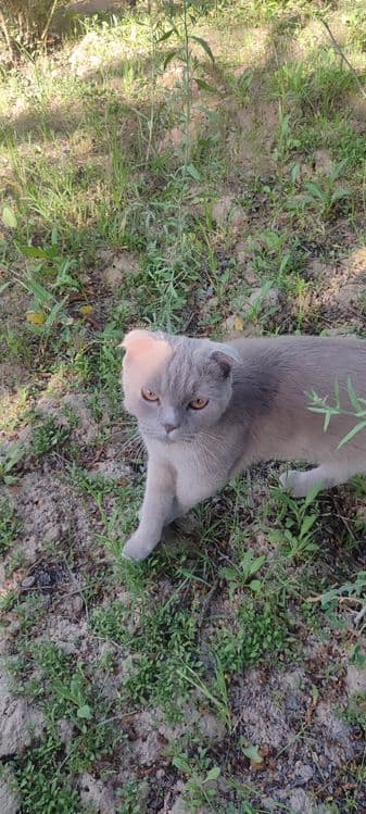 Scottish Fold mushugi sotiladi — 3
