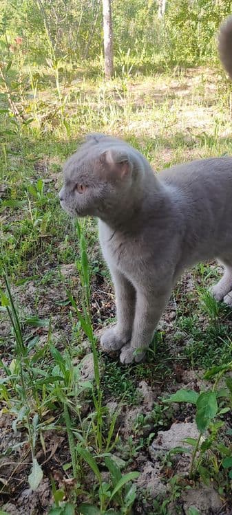 Scottish Fold mushugi sotiladi — 4