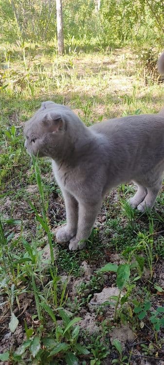 Scottish Fold mushugi sotiladi — 5