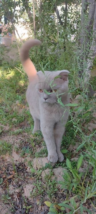 Scottish Fold mushugi sotiladi — 7