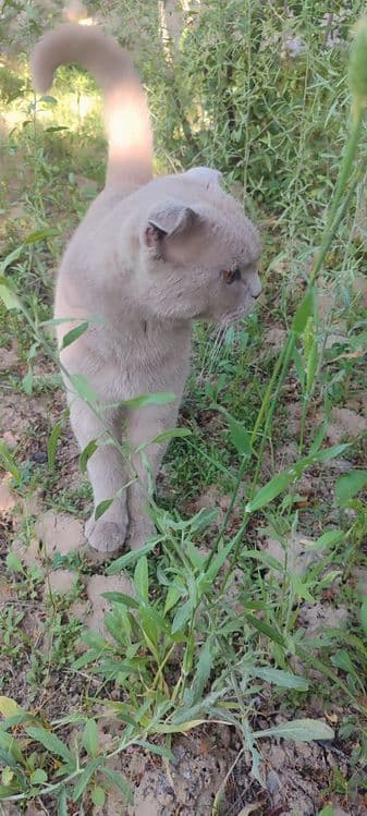 Scottish Fold mushugi sotiladi — 8
