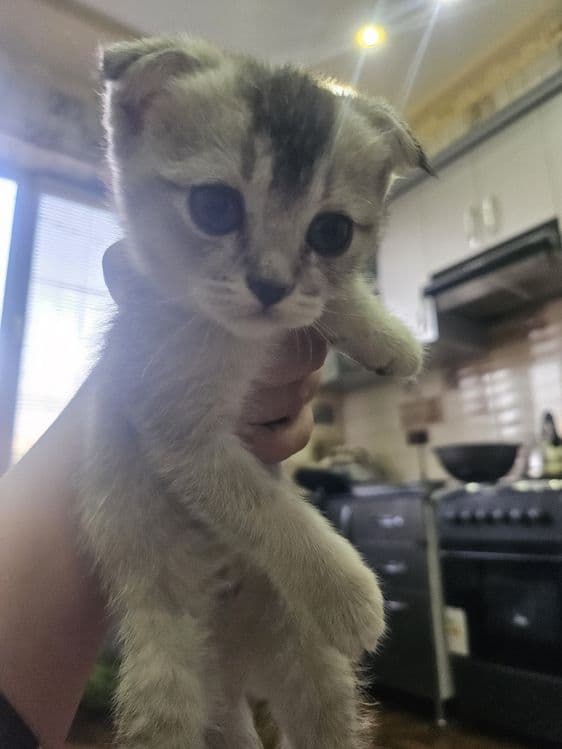 Scottish Fold toza qon — 2