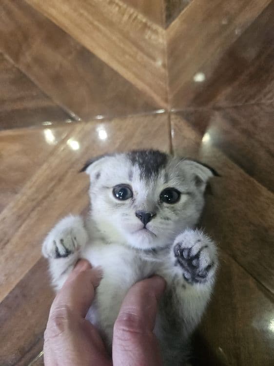 Scottish Fold toza qon — 3