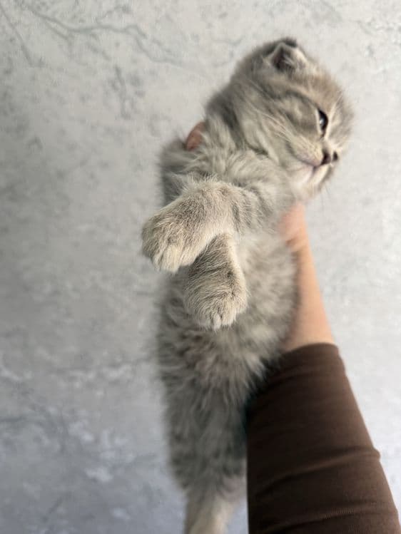 Shotlandskiy scottish fold va strayt mushuklar sotiladi — 2