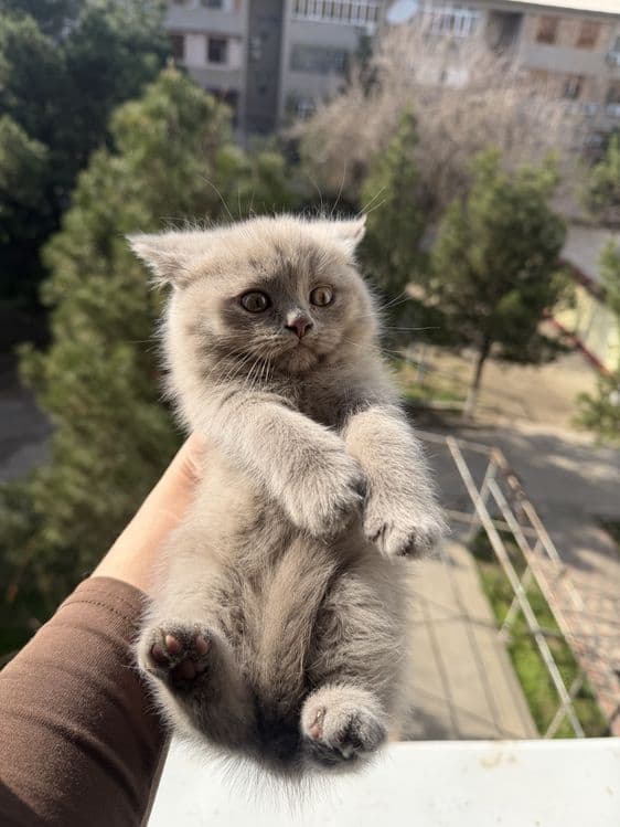 Shotlandskiy scottish fold va strayt mushuklar sotiladi — 3