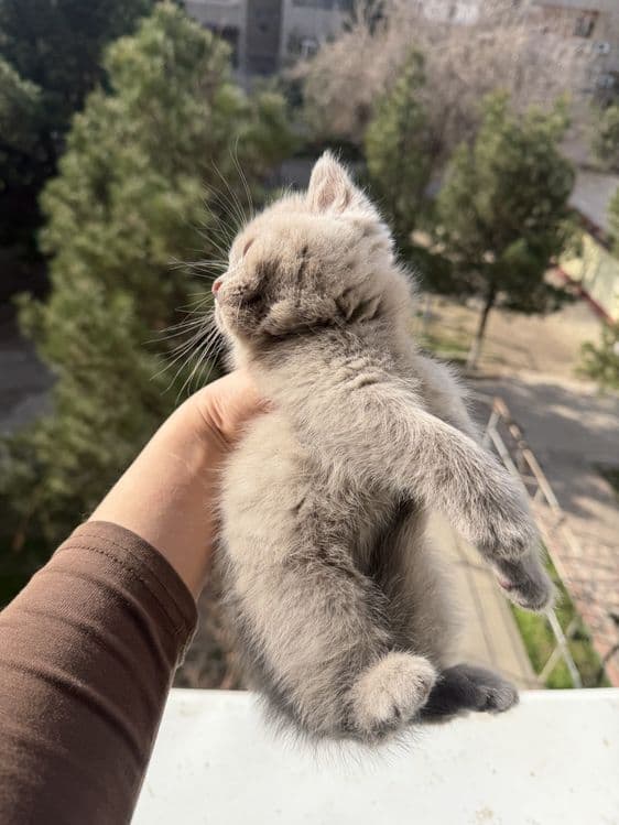 Shotlandskiy scottish fold va strayt mushuklar sotiladi — 4