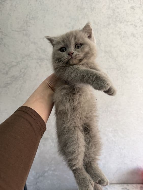 Shotlandskiy scottish fold va strayt mushuklar sotiladi — 5