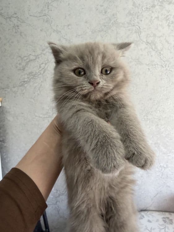 Shotlandskiy scottish fold va strayt mushuklar sotiladi — 6