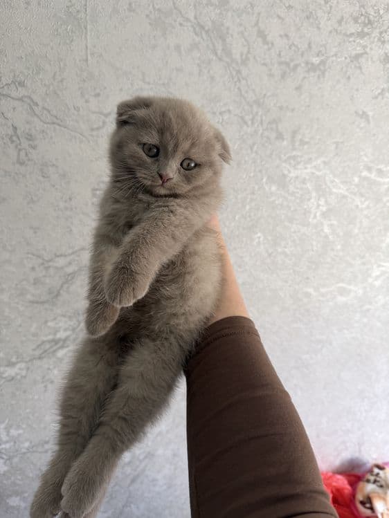 Shotlandskiy scottish fold va strayt mushuklar sotiladi — 7