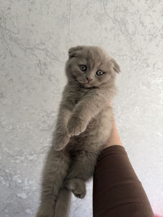 Shotlandskiy scottish fold va strayt mushuklar sotiladi — 8