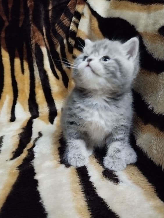 Продаёться Котёнок — 1
