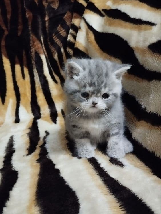 Продаёться Котёнок — 2