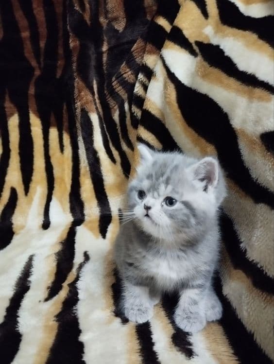 Продаёться Котёнок — 3