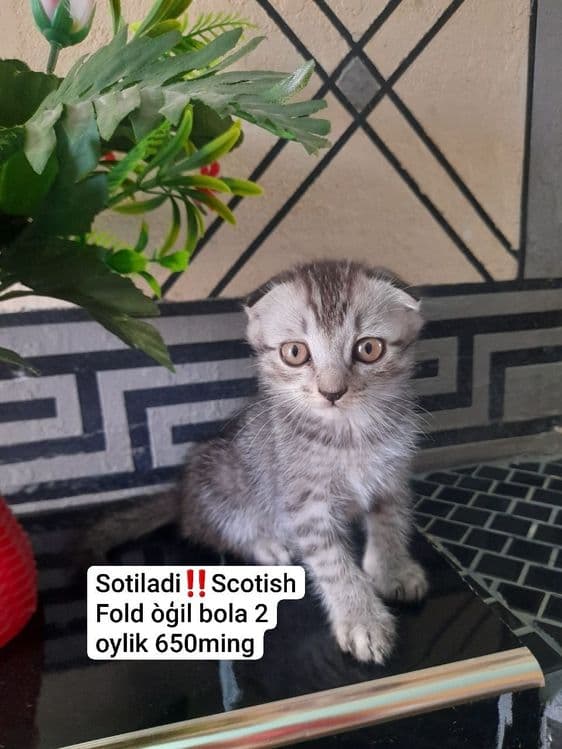 Shotlandski o‘ģil bola va qiz bola — 2