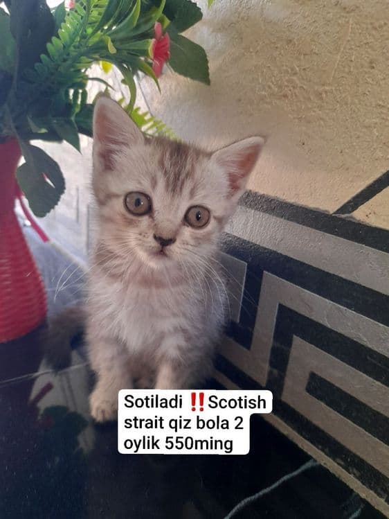 Shotlandski o‘ģil bola va qiz bola — 3
