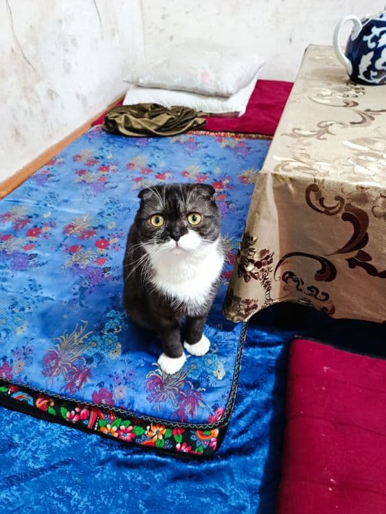 Mushuk juda farosatliy — 5