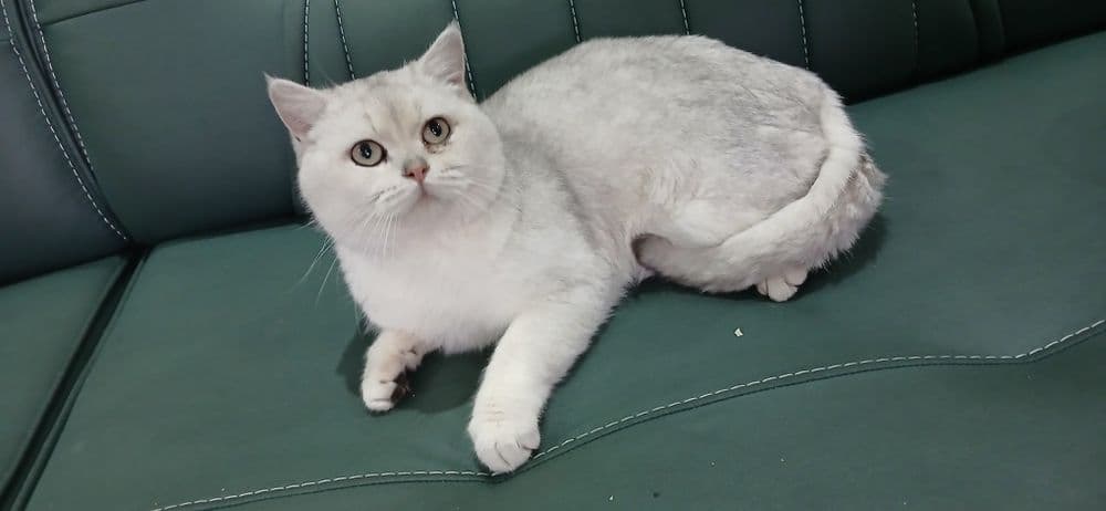 Серебристая шиншилла — 3