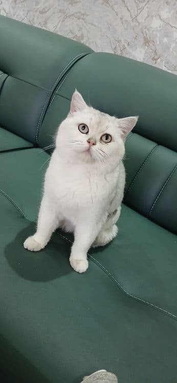 Серебристая шиншилла — 4
