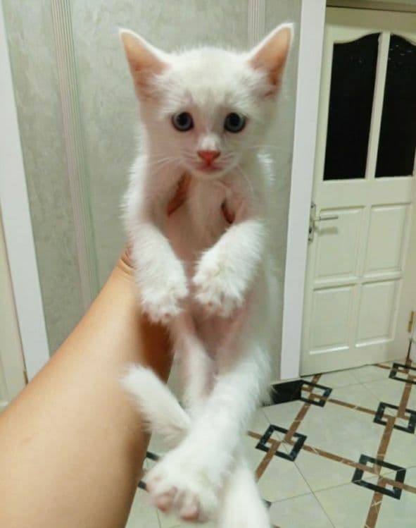Продам котят белые — 1