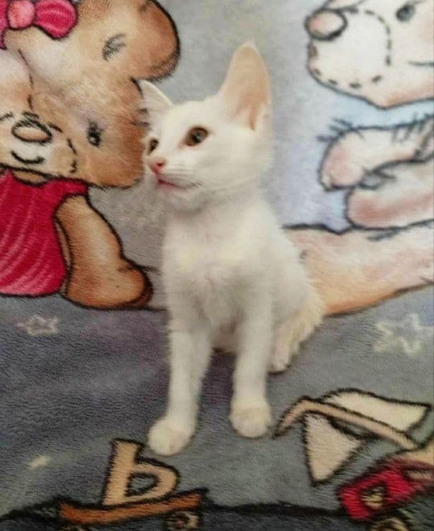 Продам котят белые — 2