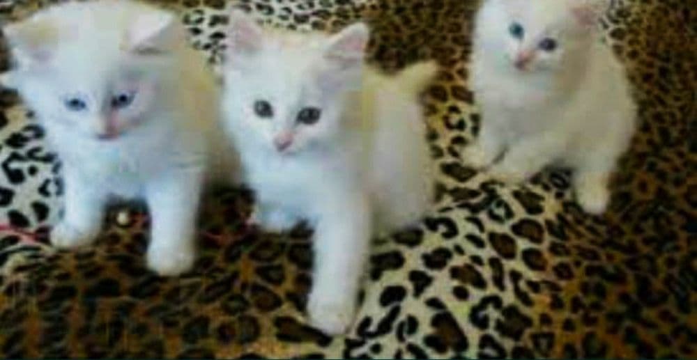 Продам котят белые — 3