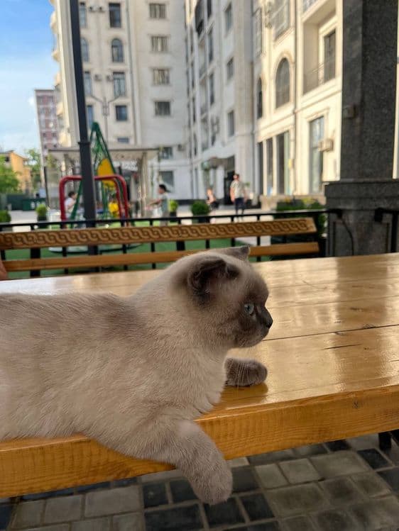 Rechirt Shahrisabz вязка — 1