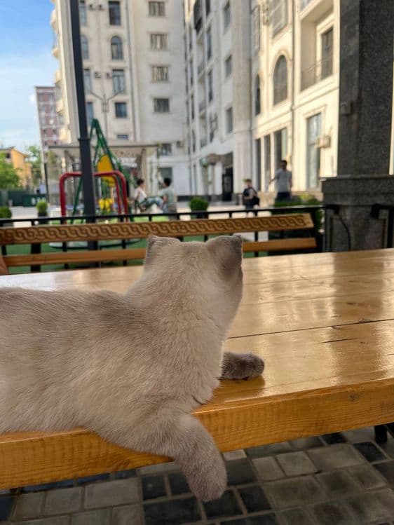 Rechirt Shahrisabz вязка — 2