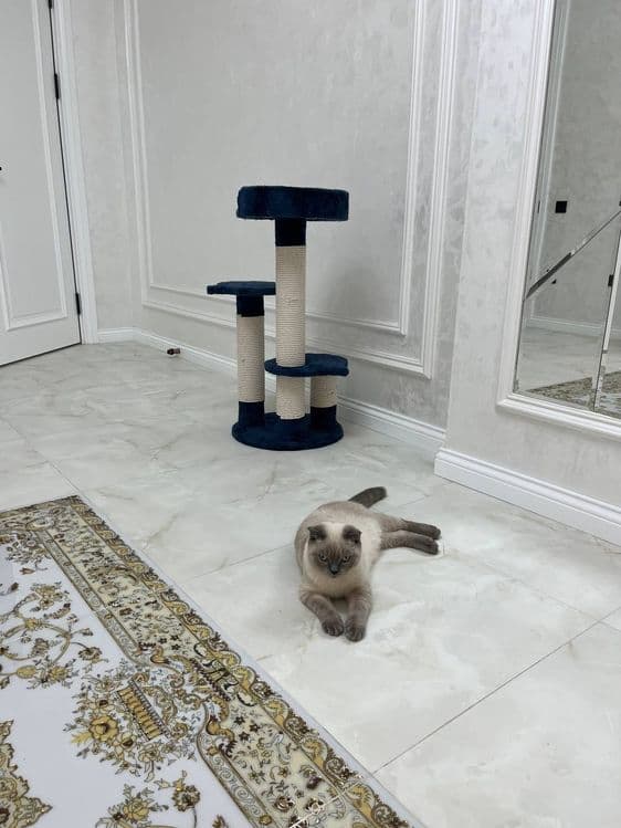 Rechirt Shahrisabz вязка — 4