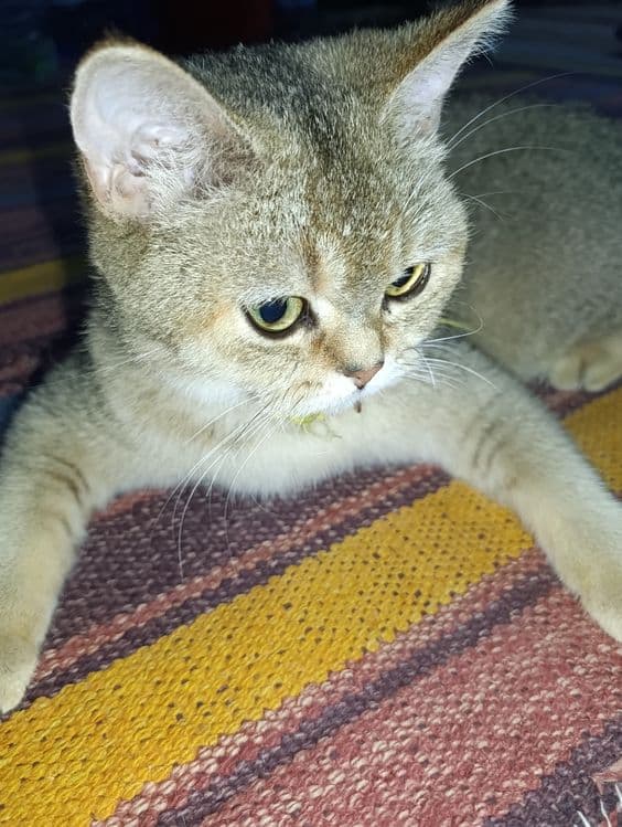 Mushuk sotiladi . — 2