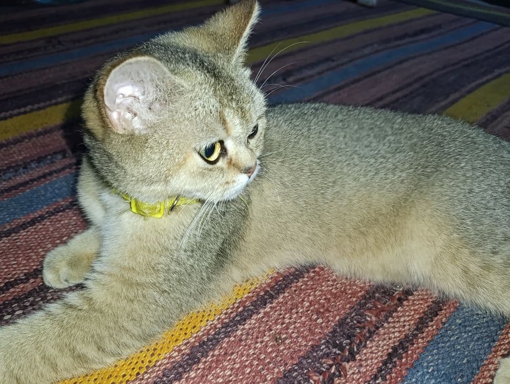 Mushuk sotiladi . — 3