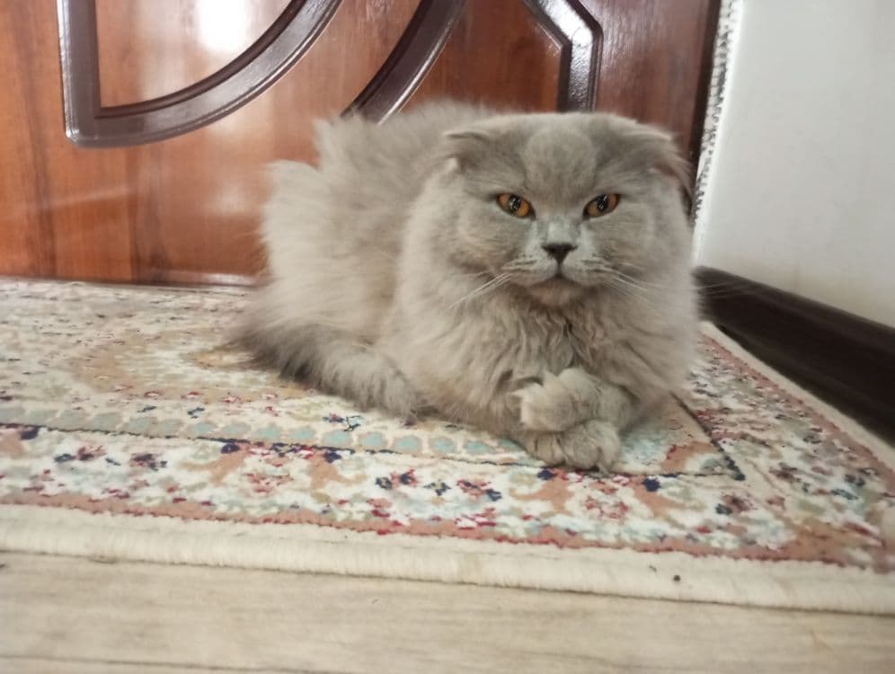 Домашний кот для кошек — 1