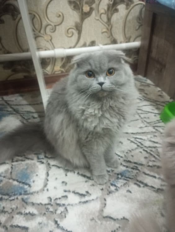 Домашний кот для кошек — 2